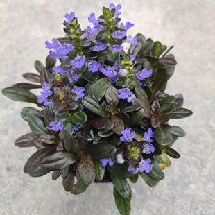 姬十二玫红筋骨草盆栽庭院花镜矮生匍匐花卉耐热耐寒宿根观叶植物