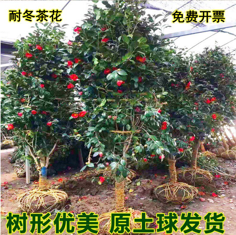 茶花苗耐冬茶花树苗山茶花耐寒耐冻大茶花树苗四季常青庭院植物