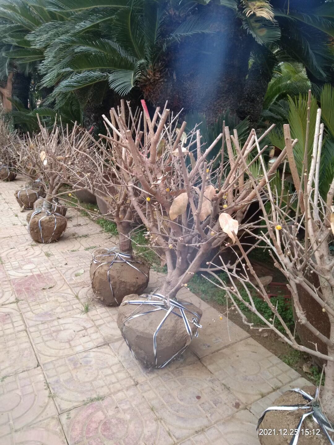 鄢陵腊梅盆栽庭院阳台 古桩腊梅 素馨 琥蹄 馨口