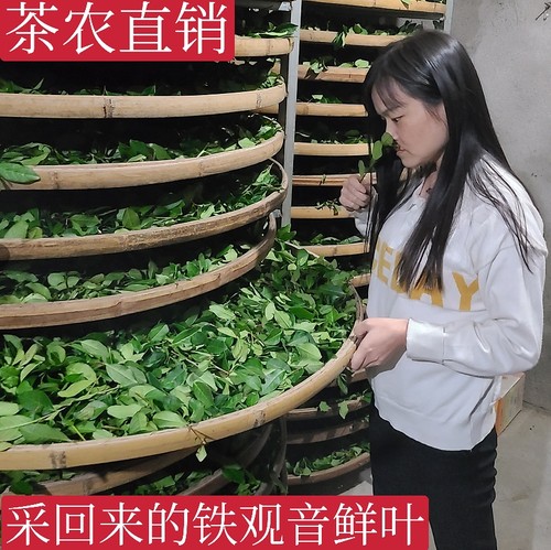 新茶铁观音茶农直销500g包邮