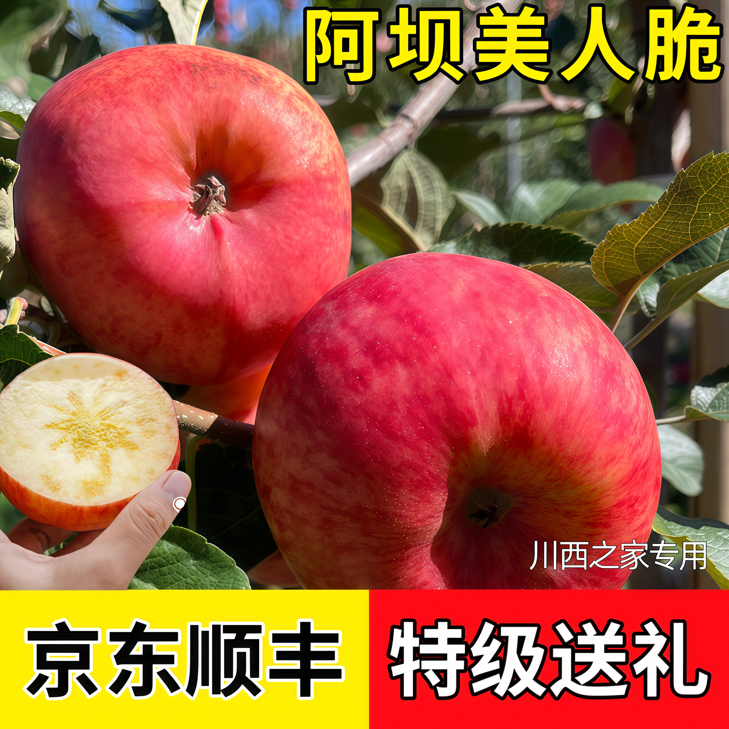 阿坝州藏地美人脆秦脆苹果小金汶川茂县理九寨沟四姑娘脆甜苹果大