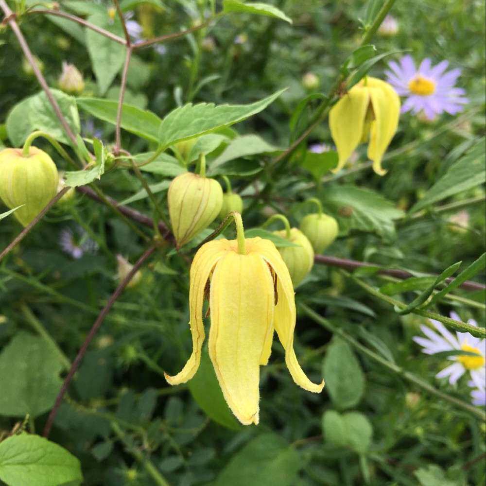 黄花铁线莲种子多年生植物草本护坡植物野花种子耐碱耐旱种子
