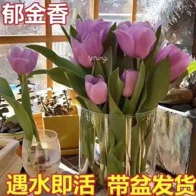 5颗郁金香种球水培花卉盆栽重瓣四季开花好养活土养阳台花种植发