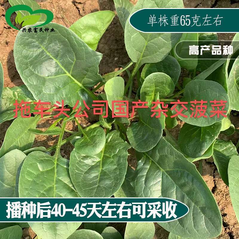 黑丫蛋菠菜籽农田菜园中熟杂交叶大有光泽叶肉厚菠菜蔬菜种子-封面