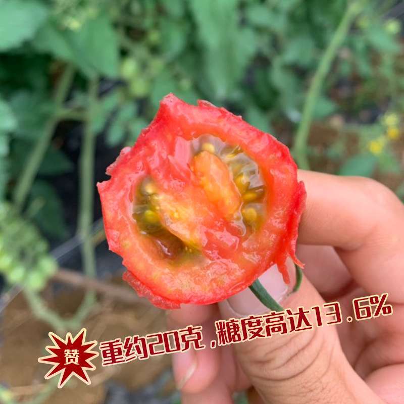 中研台湾千禧番茄种子 农田菜园盆栽种植早熟圣女果西红柿番茄籽 鲜花速递/花卉仿真/绿植园艺 家庭园艺种子 原图主图