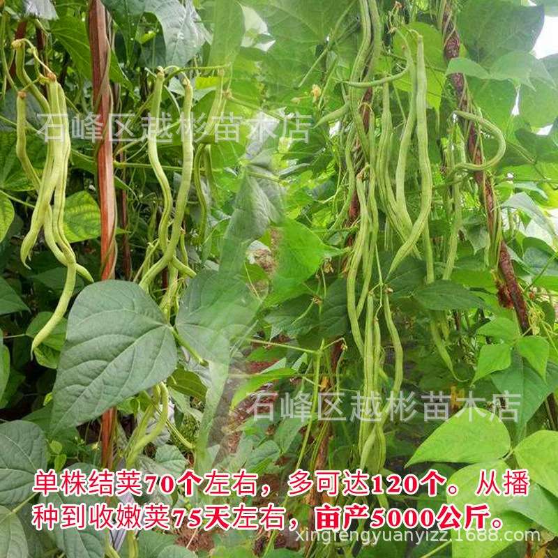 无筋架豆王种子泰国无筋豆种籽豆角长芸豆蔬菜四季豆青豆高产包邮