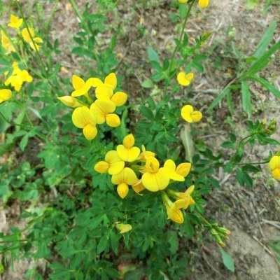 百脉根种子牧草种子五叶草牛角花草种子多年生牧草高产量护坡固土