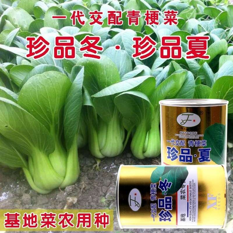 青梗菜种子种青菜上海青小油菜苏州华冠四季种植耐热寒蔬菜籽春秋