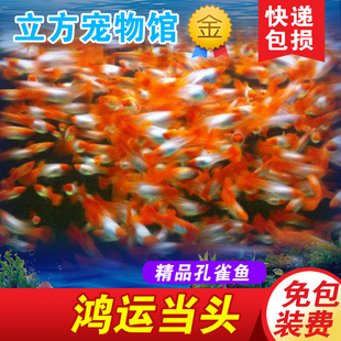鸿运当头红头孔雀鱼热带鱼转运鱼燕尾精品活体种鱼种鱼纯种