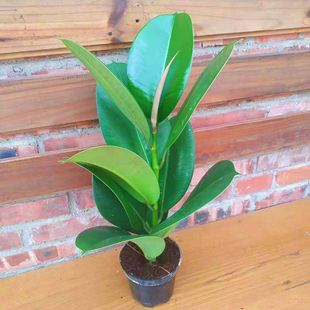 大叶绿植四季常青花卉净化空气盆栽绿金刚万年青厚叶居家橡皮树