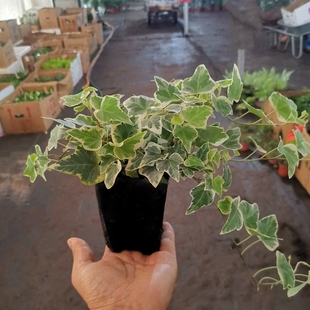 室内阳台露天彩色植物雪莹常春藤盆栽花卉花叶绿植常青藤爬藤植物