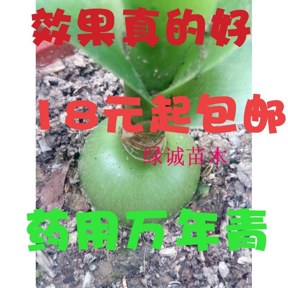 绿色花卉虎眼万年青盆栽植物