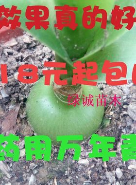 绿色花卉虎眼万年青盆栽植物