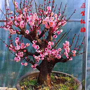 朱砂梅花盆景原生红梅绿梅骨里红老桩矮霸造型树桩室内耐寒盆栽