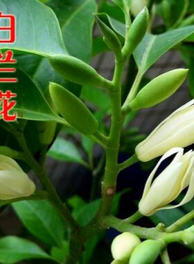 嫁接树苗嫁接树苗盆栽地栽白兰花