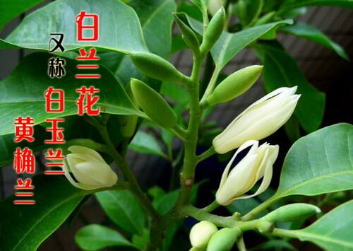 嫁接树苗嫁接树苗盆栽地栽白兰花