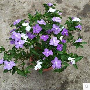 盆栽芳香花卉 室内 阳台 鸳鸯茉莉花苗白色茉莉花 双色茉莉花苗