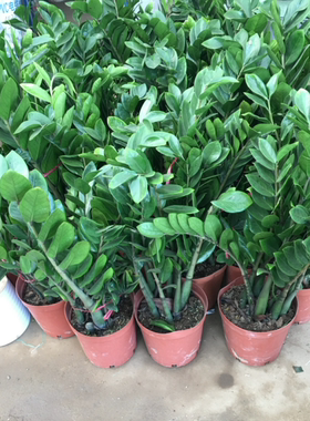 金钱树室内盆栽花卉绿植发财树