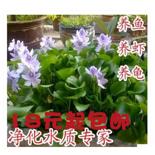 水葫芦 水培植物水生 水草 池塘鱼缸植物 鱼缸养鱼超强 净化水质