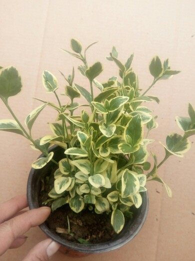 垂吊植物长春藤黄金花叶蔓长春藤植物常春藤吊兰盆栽阳台书房客厅