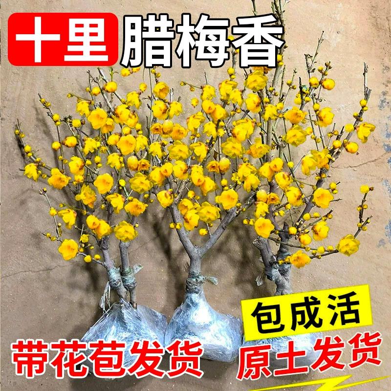 腊梅花树苗盆栽丛生地载庭院风景树耐寒红梅矮化老桩原生素心蜡梅图片