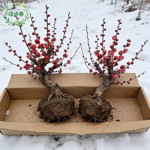 红梅盆栽冬天开花室内阳台花卉庭院地栽四季耐寒植物老桩盆景腊梅