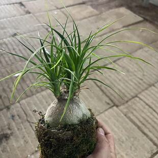 酒瓶兰盆栽多头酒瓶兰大老桩绿色植物观叶室内盆栽盆景中国风绿植