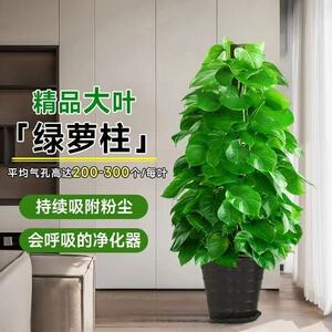 大叶绿萝柱盆栽客厅大型室内绿植保净化空气开业送礼四季常青