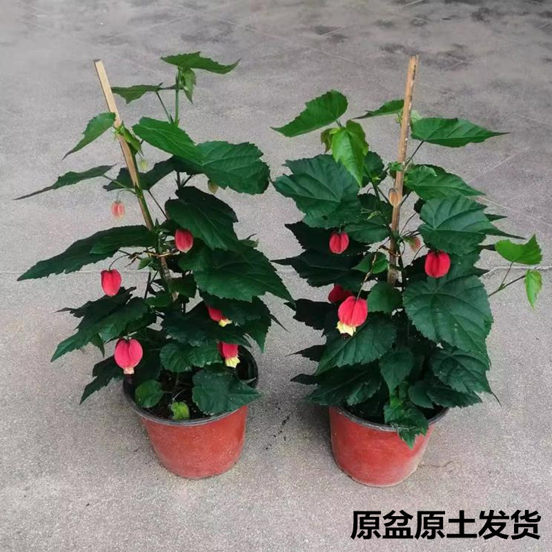 藤本爬藤植物灯笼花苗四季开花