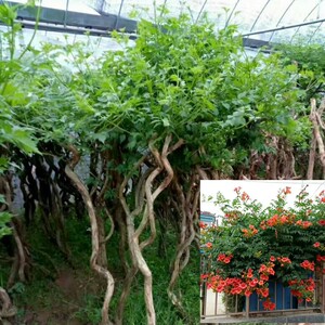 新品美国凌霄花苗爬藤植物盆栽阳台花园庭院四季观花炮仗绿植花卉