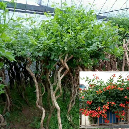 新品美国凌霄花苗爬藤植物盆栽阳台花园庭院四季观花炮仗绿植花卉