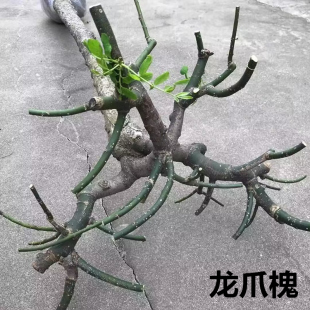 龙爪槐树苗 垂槐树盘槐黄金槐树苗金枝槐树 金枝国槐树苗庭院种植