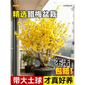 腊梅花盆栽带花苞梅花老桩阳台庭院冬天室外耐寒花卉绿植浓香树苗