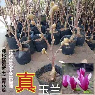 盆栽矮化嫁接玉兰苗紫玉兰花树苗红白黄玉兰南北方种耐寒花卉植物