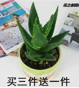办公室桌面植物吸甲醛不夜城芦荟