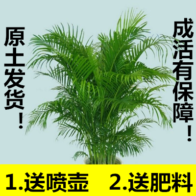 绿植花卉防雾霾凤尾竹吸甲醛盆栽