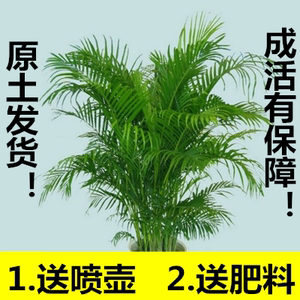 绿植花卉防雾霾凤尾竹吸甲醛盆栽
