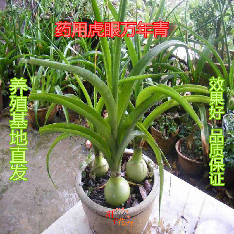 北方养殖虎眼万年青盆栽 又名海葱旱三奇鸟乳花葫芦兰可食用入药