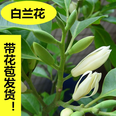 包邮白兰花苗 白兰花盆栽 白兰树苗 黄兰花苗 净化空气 吸甲醛