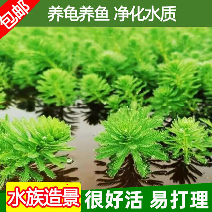狐尾草水草植物鱼缸造景水培浮萍真草养鱼龟浮岛净化水质水芙蓉
