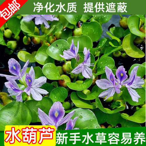 水葫芦水浮莲净化水质提供遮挡