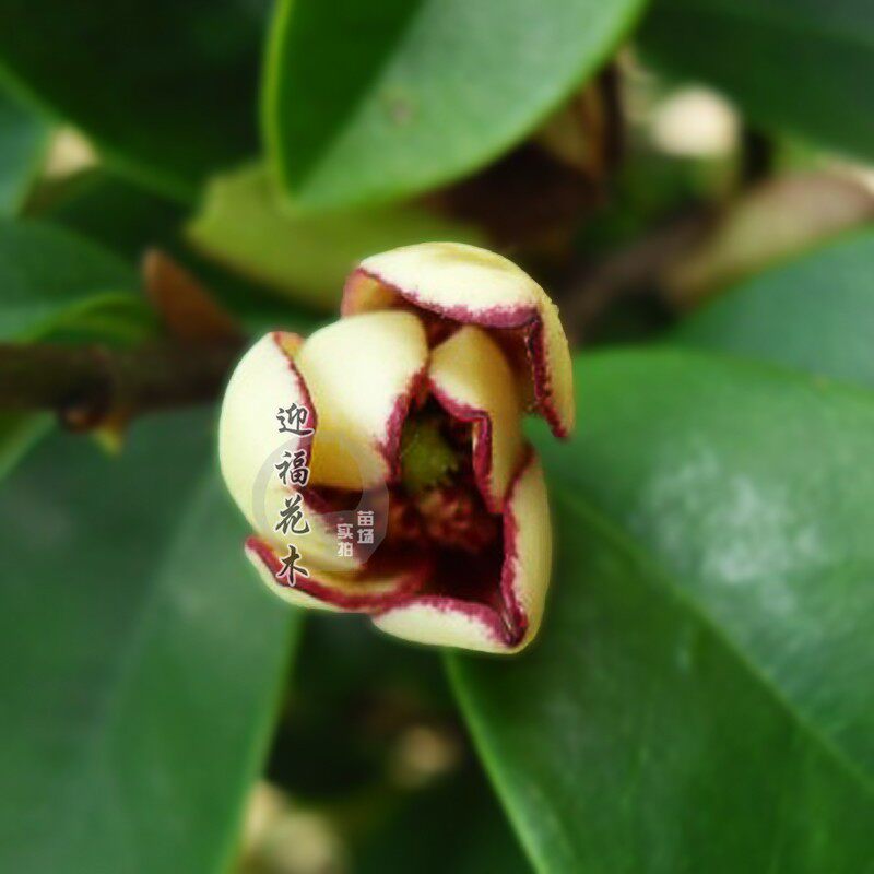 珍稀品种【美国四季醉含笑】花开形似荷 浓香花卉植物 独有菠萝味