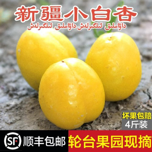 10年新疆小白杏老店，这杏保甜