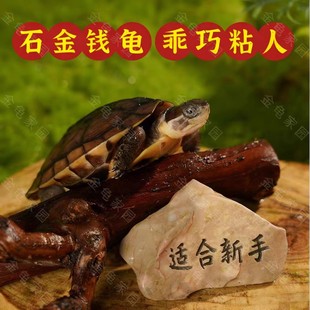 纯种石金钱龟  长寿龟 宠物观赏龟 小乌龟活物乌龟草龟中国本土龟