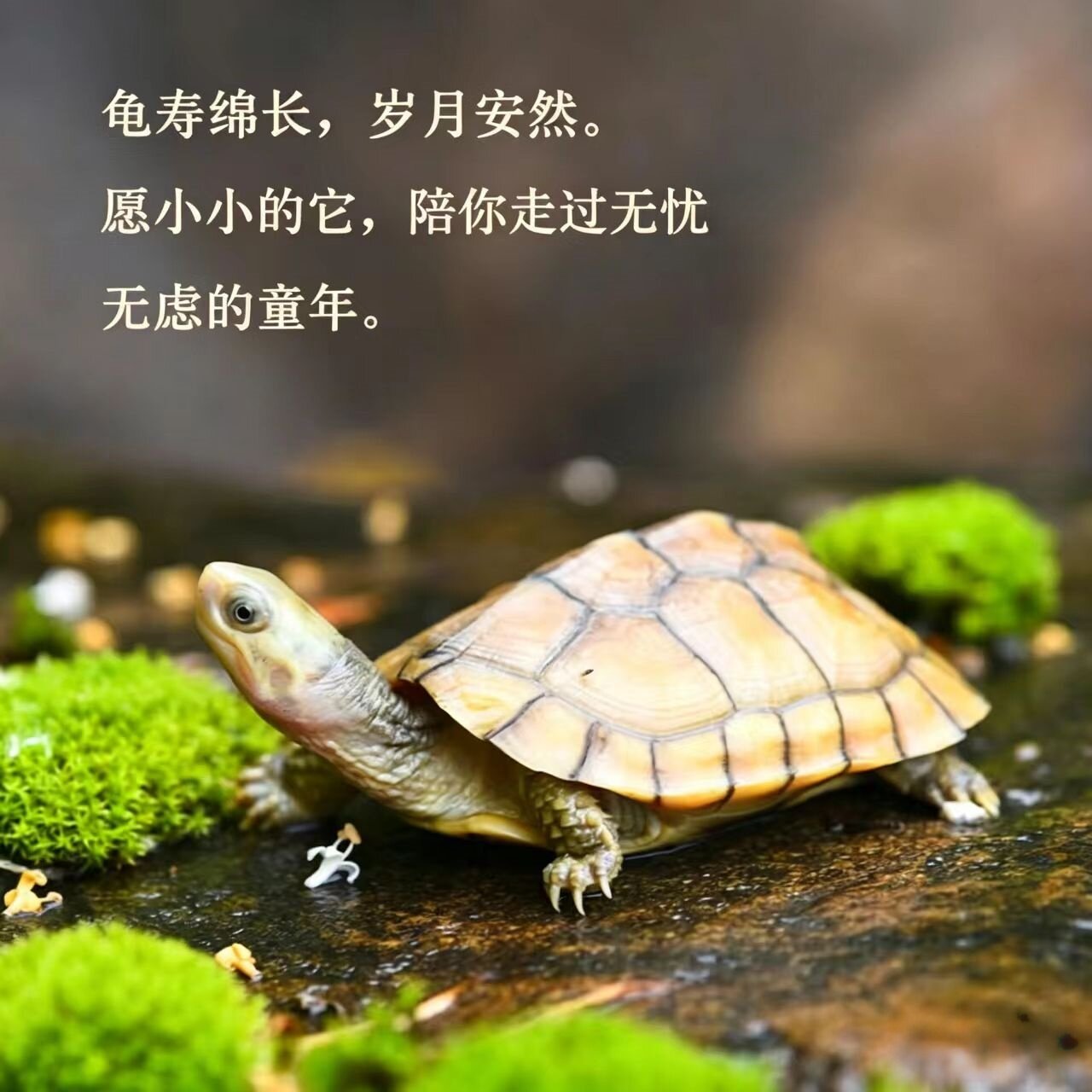 颜值出众   北种金钱龟  小青龟 乌龟活物  宠物观赏龟  适合孩子