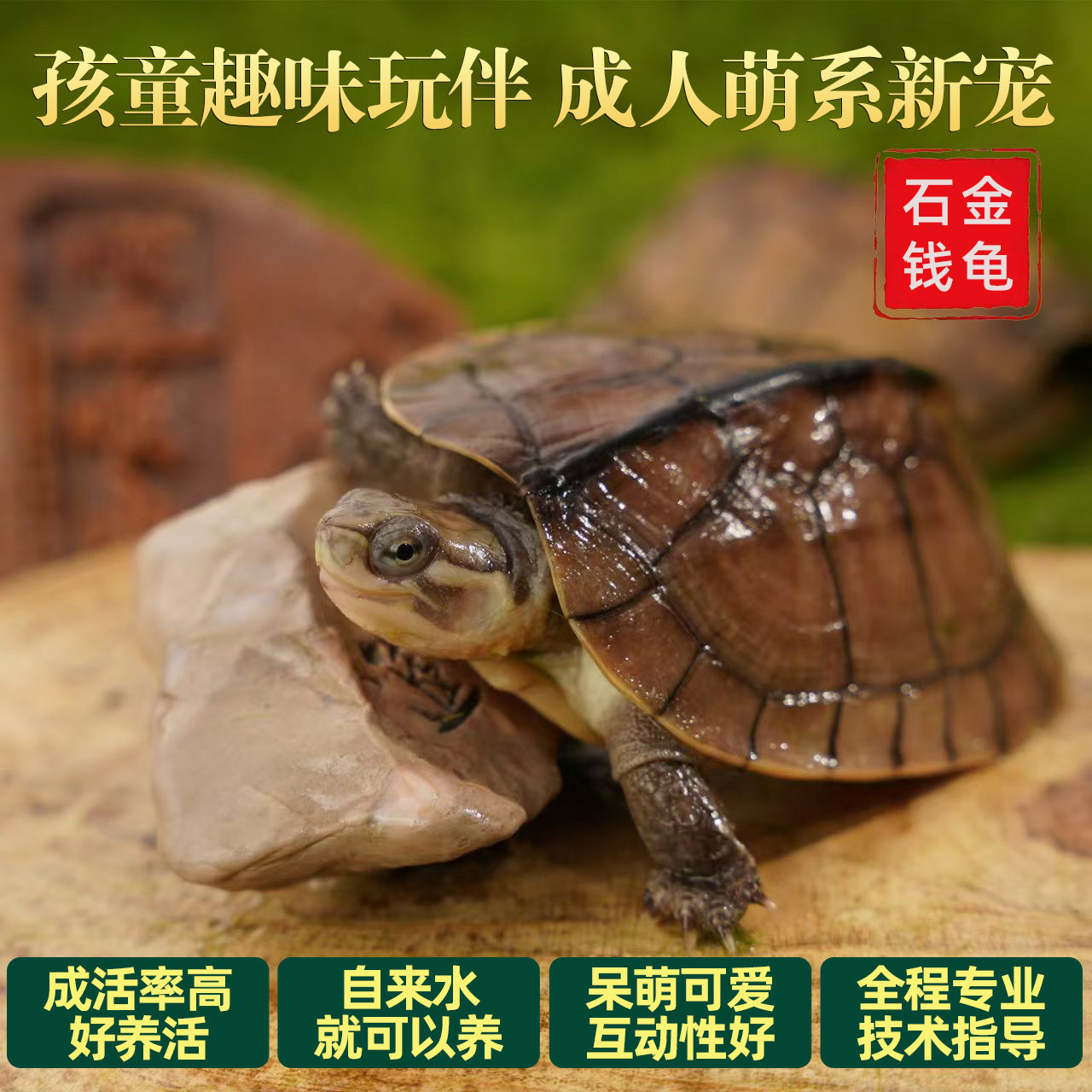 石金钱龟  长寿龟 小宠物乌龟 观赏龟 乌龟活物 适合家养龟本土龟图片