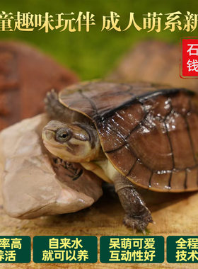 石金钱龟  长寿龟 小宠物乌龟 观赏龟 乌龟活物 适合家养龟本土龟