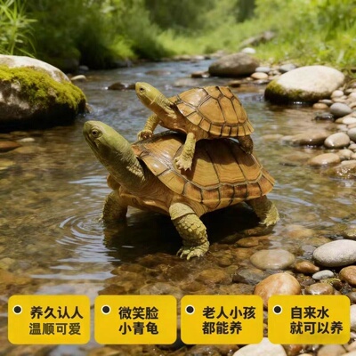 温顺好养  纯种小青龟  金钱龟 小乌龟活物  宠物观赏龟 适合孩子