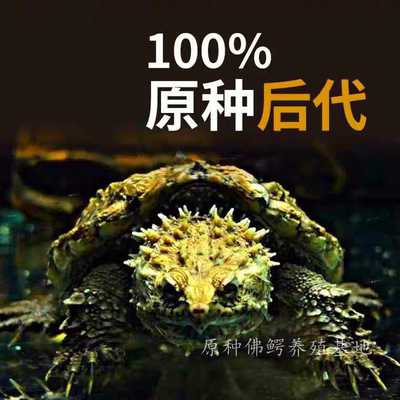 原种爆刺纯佛鳄龟苗佛罗里达拟鳄龟活体宠物观赏凶猛小乌龟鳄龟蛋