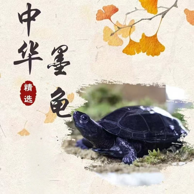 顶墨龟  中华草龟 乌龟活物 长寿宠物龟 精品全墨 观赏龟  本土龟,宠物/宠物食品及用品,龟/鳖,淘宝优惠券,粉丝福利购,淘宝优惠卷